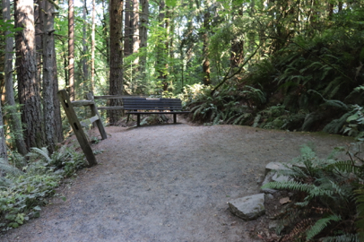 Bench on Redwood Trail near the Redwood platform